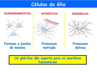 Células da Glia
OLIGODENDRÓCITOS ASTRÓCITOS MICRÓGLIAS
Formam a bainha
de mielina
Promovem
nutrição
Promovem
defesa
Os gliócitos dão suporte para os neurônios
funcionarem
 