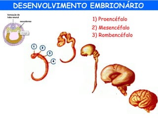 DESENVOLVIMENTO EMBRIONÁRIO
1) Proencéfalo
2) Mesencéfalo
3) Rombencéfalo
 