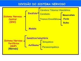 Sistema Nervoso
Central
(SNC)
Encéfalo
Medula
Cérebro/ Tálamo/ Hipotálmo
Cerebelo
Tronco Encefálico
Mesencéfalo
Bulbo
Sistema Nervoso
Periférico
(SNP)
Ponte
(Nervos)
Somático/voluntário
Autônomo
Simpático
Parassimpático
DIVISÃO DO SISTEMA NERVOSO
 