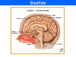 Encéfalo
 