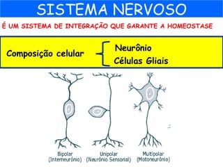 É UM SISTEMA DE INTEGRAÇÃO QUE GARANTE A HOMEOSTASE
SISTEMA NERVOSO
Composição celular
Neurônio
Células Gliais
 