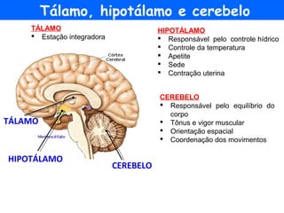 Tálamo, hipotálamo e cerebelo
CEREBELO
 Responsável pelo equilíbrio do
corpo
 Tônus e vigor muscular
 Orientação espacial
 Coordenação dos movimentos
HIPOTÁLAMO
 Responsável pelo controle hídrico
 Controle da temperatura
 Apetite
 Sede
 Contração uterina
TÁLAMO
 Estação integradora
CEREBELO
TÁLAMO
HIPOTÁLAMO
 