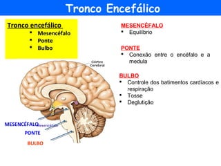Tronco encefálico
 Mesencéfalo
 Ponte
 Bulbo
Tronco Encefálico
MESENCÉFALO
PONTE
BULBO
MESENCÉFALO
 Equilíbrio
PONTE
 Conexão entre o encéfalo e a
medula
BULBO
 Controle dos batimentos cardíacos e
respiração
 Tosse
 Deglutição
 