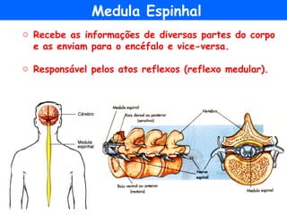 Medula Espinhal
o Recebe as informações de diversas partes do corpo
e as enviam para o encéfalo e vice-versa.
o Responsável pelos atos reflexos (reflexo medular).
 