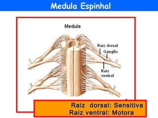 Raiz dorsal: SensitivaRaiz dorsal: Sensitiva
Raiz ventral: MotoraRaiz ventral: Motora
Medula Espinhal
 