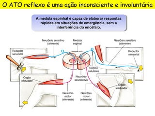 O ATO reflexo é uma ação inconsciente e involuntária
A medula espinhal é capaz de elaborar respostas
rápidas em situações de emergência, sem a
interferência do encéfalo.
A medula espinhal é capaz de elaborar respostas
rápidas em situações de emergência, sem a
interferência do encéfalo.
 