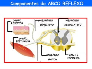 MEDULA ESPINHAL
ORGÃO
RECEPTOR
NEURÔNIO
SENSITIVO
NEURÔNIO
ASSOCIATIVO
NEURÔNIO
MOTOR
ORGÃO
EFETUADOR
MEDULA
ESPINHAL
Componentes do ARCO REFLEXO
 