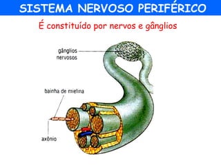 SISTEMA NERVOSO PERIFÉRICO
É constituído por nervos e gânglios
 