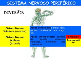 Sistema Nervoso
Voluntário (somático)
Ações conscientes: andar, falar,
pensar, movimentar um braço,
etc.
Sistema Nervoso
Autônomo
(visceral)
Ações inconscientes: controle
da digestão, batimentos
cardíacos, movimento das
vísceras, etc.
Simpático
Parassimpáti
co
SISTEMA NERVOSO PERIFÉRICO
DIVISÃO:
 