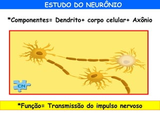ESTUDO DO NEURÔNIO
UNIDADE
MORFOFUNCIONAL DO
SISTEMA NERVOSO
*Componentes= Dendrito+ corpo celular+ Axônio
*Função= Transmissão do impulso nervoso
 