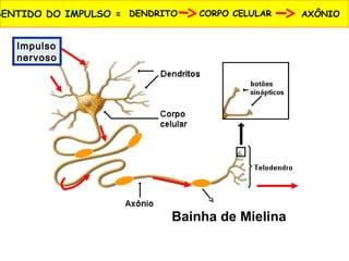 Impulso
nervoso
SENTIDO DO IMPULSO = DENDRITO CORPO CELULAR AXÔNIO
Bainha de Mielina
 