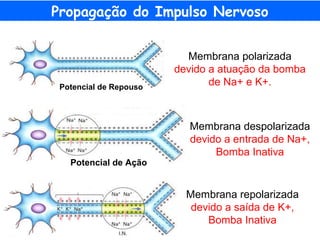 Propagação do Impulso Nervoso
Membrana polarizada
devido a atuação da bomba
de Na+ e K+.Potencial de Repouso
Potencial de Ação
Membrana despolarizada
devido a entrada de Na+,
Bomba Inativa
Membrana repolarizada
devido a saída de K+,
Bomba Inativa
 