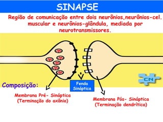 SINAPSE
Região de comunicação entre dois neurônios,neurônios-cel.
muscular e neurônios-glândula, mediada por
neurotransmissores.
Membrana Pré- Sináptica
(Terminação do axônio)
Composição: Fenda
Sináptica
Membrana Pós- Sináptica
(Terminação dendrítica)
 
