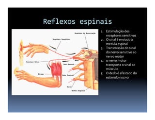 Reflexos	
  espinais	
  
1.  Estimulação	
  dos	
  
receptores	
  sensitivos	
  
2.  O	
  sinal	
  é	
  enviado	
  à	
  
medula	
  espinal	
  
3.  Transmissão	
  do	
  sinal	
  
do	
  nervo	
  sensitivo	
  ao	
  
nervo	
  motor	
  
4.  o	
  nervo	
  motor	
  
transporta	
  o	
  sinal	
  ao	
  
músculo	
  
5.  O	
  dedo	
  é	
  afastado	
  do	
  
estímulo	
  nocivo	
  
 