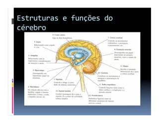 Estruturas	
  e	
  funções	
  do	
  
cérebro	
  
 