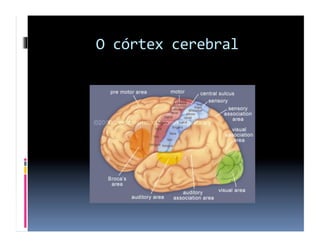 O	
  córtex	
  cerebral	
  
 