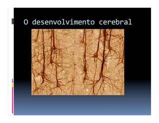 O	
  desenvolvimento	
  cerebral	
  
 