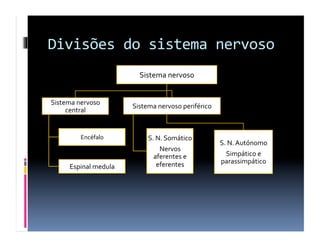 Divisões	
  do	
  sistema	
  nervoso	
  
Sistema	
  nervoso	
  
Sistema	
  nervoso	
  
central	
  
Encéfalo	
  
Espinal	
  medula	
  
Sistema	
  nervoso	
  periférico	
  
S.	
  N.	
  Somático	
  
Nervos	
  
aferentes	
  e	
  
eferentes	
  
S.	
  N.	
  Autónomo	
  
Simpático	
  e	
  
parassimpático	
  
 