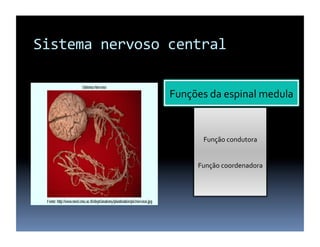 Sistema	
  nervoso	
  central	
  


                      Funções	
  da	
  espinal	
  medula	
  


                                Função	
  condutora	
  


                              Função	
  coordenadora	
  
 