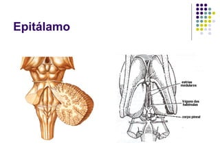 Epitálamo
 