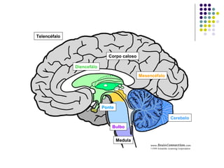 Telencéfalo



                             Corpo caloso

              Diencefálo

                                            Mesencéfalo




                           Ponte

                                                          Cerebelo

                               Bulbo


                                   Medula
 