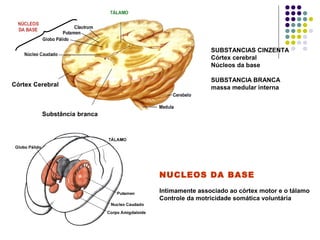 SUBSTANCIAS CINZENTA
                                             Córtex cerebral
                                             Núcleos da base

                                             SUBSTANCIA BRANCA
Córtex Cerebral                              massa medular interna



         Substância branca




                             NUCLEOS DA BASE
                             Intimamente associado ao córtex motor e o tálamo
                             Controle da motricidade somática voluntária
 