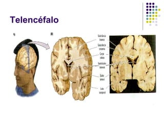 Telencéfalo
 