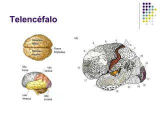 Telencéfalo
 