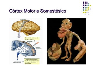 Córtex Motor e Somestésico
 