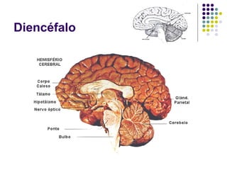 Diencéfalo
 
