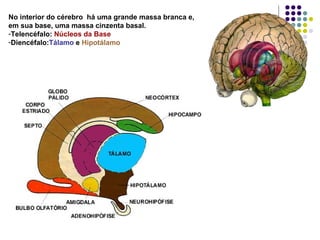 No interior do cérebro há uma grande massa branca e,
em sua base, uma massa cinzenta basal.
-Telencéfalo: Núcleos da Base
-Diencéfalo:Tálamo e Hipotálamo
 