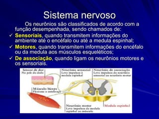 neurônio1-núcleo2- corpo celular3-dendritos4-axônio5-bainha mielínica6-terminações do axônio