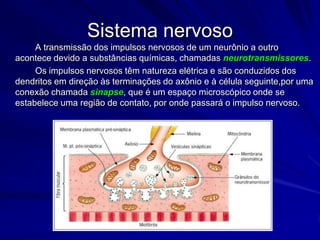 Neurônio		Os corpos celulares dos neurônios estão localizados no SNC ou próximos a ele; e um conjunto de corpos celulares forma a massa cinzenta do sistema nervoso, enquanto que a massa branca é composta pelos axônios.		Enquanto os dendritos têm por função receber os estímulos nervosos e conduzi-los em direção ao corpo celular, os axônios já são responsáveis por conduzirem os impulsos nervosos do corpo celular em direção a outros neurônios.A seta indica a direção do impulso nervoso percorrendo o neurônio              DENDRITOS    CORPO CELULAR    AXÔNIO
