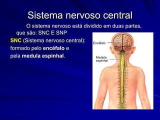 O sistema nervoso está dividido em duas partes, que são: SNC E SNPSNC (Sistema nervoso central):formado pelo encéfalo e pela medula espinhal.  Sistema nervoso central