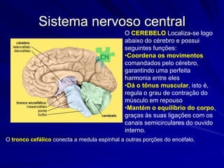 Sistema nervoso centralO CEREBELO Localiza-se logo abaixo do cérebro e possui seguintes funções:Coordena os movimentos comandados pelo cérebro, garantindo uma perfeita harmonia entre eles