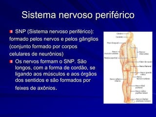 Dá o tônus muscular, isto é, regula o grau de contração do músculo em repouso