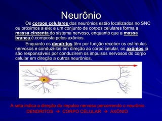 Sistema nervoso		O tecido nervoso, que formará o sistema nervoso, é composto pelas células da glia(neuroglias) e pelos neurônios, que são as células nervosas fundamentais.		O neurônio possui três parte principais, que são: corpo celular (onde se encontram o núcleo e as organelas citoplasmáticas), dendritos (vários e curtos e se ramificam perto do corpo celular), e axônio (em geral único e mais longo que os dendritos, podendo também ramificar).