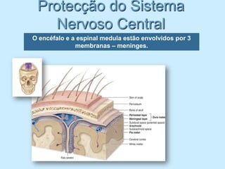 Protecção do Sistema
    Nervoso Central
O encéfalo e a espinal medula estão envolvidos por 3
              membranas – meninges.
 