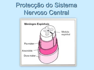 Protecção do Sistema
   Nervoso Central
 