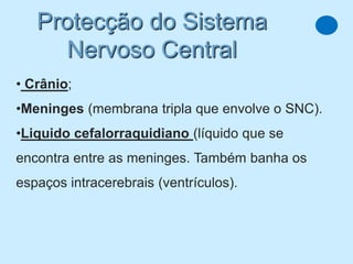 Protecção do Sistema
      Nervoso Central
• Crânio;
•Meninges (membrana tripla que envolve o SNC).
•Liquido cefalorraquidiano (líquido que se
encontra entre as meninges. Também banha os
espaços intracerebrais (ventrículos).
 