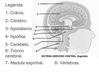 Legenda:
1- Crânio.
2- Cérebro.
3- hipotálamo
4- hipófise
5- Cerebelo.
6- Tronco
cerebral.
7- Medula espinhal.   8- Vértebras
 