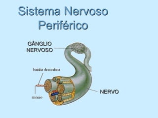 Sistema Nervoso
    Periférico
 GÂNGLIO
 NERVOSO




             NERVO
 