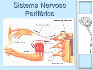 Sistema Nervoso
    Periférico
 