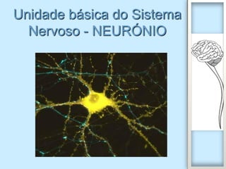 Unidade básica do Sistema
  Nervoso - NEURÓNIO
 