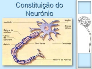 Constituição do
  Neurónio
 