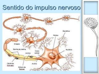 Sentido do impulso nervoso
 