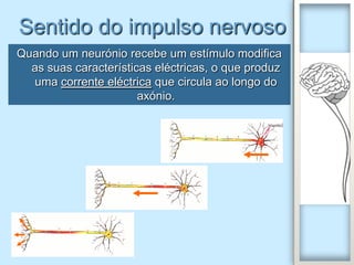 Sentido do impulso nervoso
Quando um neurónio recebe um estímulo modifica
  as suas características eléctricas, o que produz
  uma corrente eléctrica que circula ao longo do
                       axónio.
 