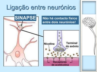 Ligação entre neurónios
  SINAPSE   Não há contacto físico
            entre dois neurónios!
 