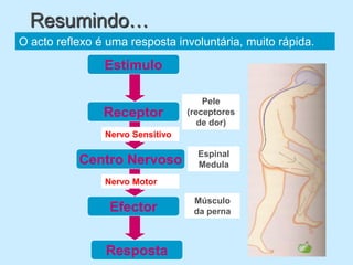 Resumindo…
O acto reflexo é uma resposta involuntária, muito rápida.

                Estímulo

                                      Pele
                Receptor          (receptores
                                     de dor)
                Nervo Sensitivo

                                    Espinal
           Centro Nervoso           Medula
                Nervo Motor

                                   Músculo
                 Efector           da perna



                Resposta
 