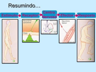Resumindo…
                      Centro
Estímulo   Receptor   Nervoso Efector   Resposta
 
